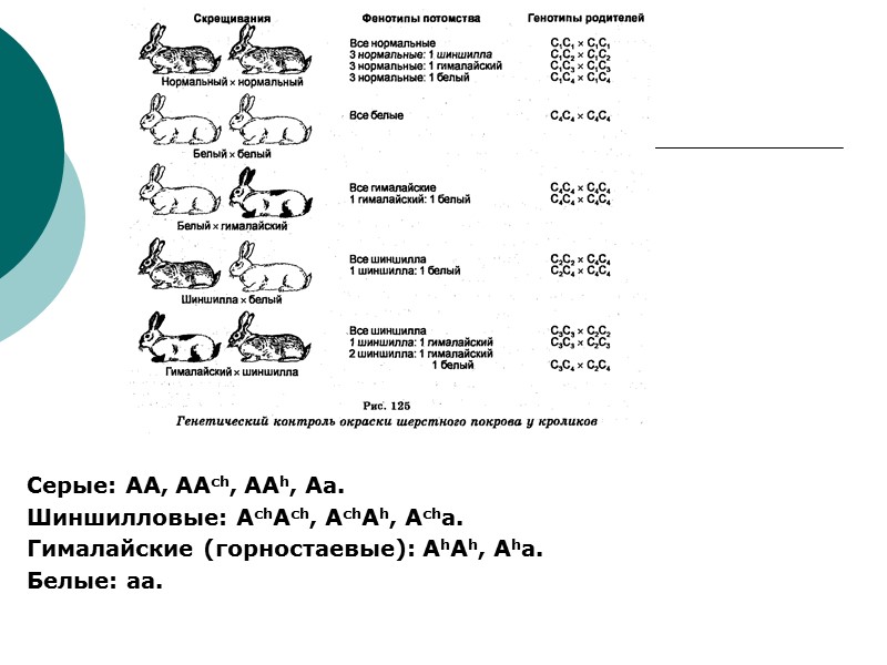 Серые: АА, ААch, ААh, Аа.  Шиншилловые: АchАch, АchАh, Аchа.  Гималайские (горностаевые): АhАh,